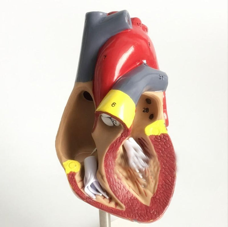 1: 1 Human Heart Anatomical Model  Cardiology Heart Anatomy Teaching Model with Number Mark - Teaching Resources by buy2fix | Online Shopping UK | buy2fix